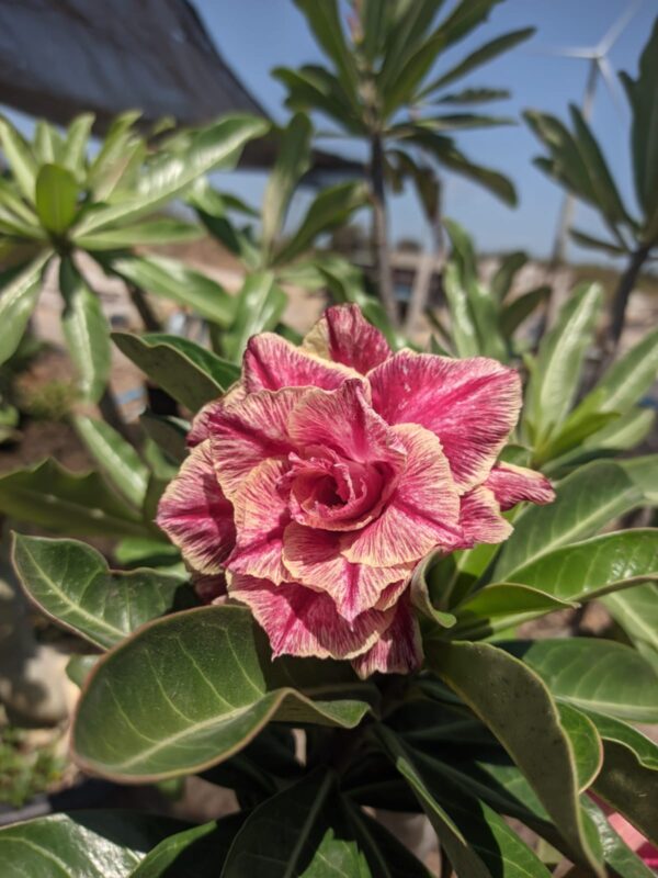 Pré Venda - Rosa Do Deserto Kr 54