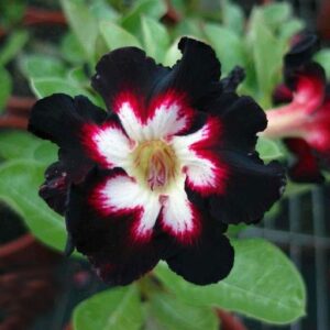 Pré Venda - Rosa Do Deserto Black Love 2