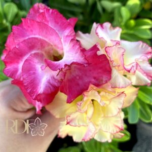 Baby - Rosa do Deserto Tweety