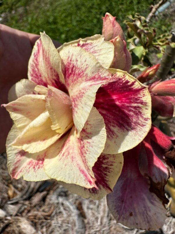 Baby - Rosa Do Deserto Chocolate II