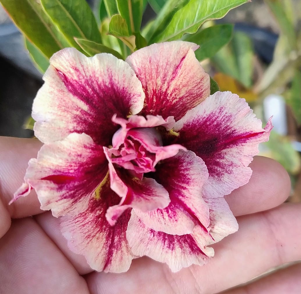 Baby - Rosa Do Deserto Fevereira