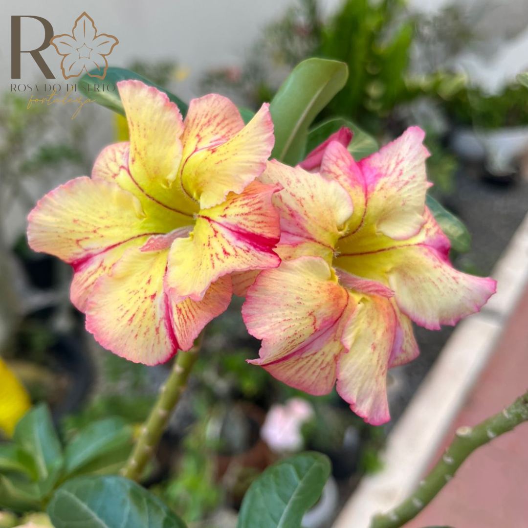 Baby - Rosa Do Deserto Raizes Do Sertão - Imagem 2