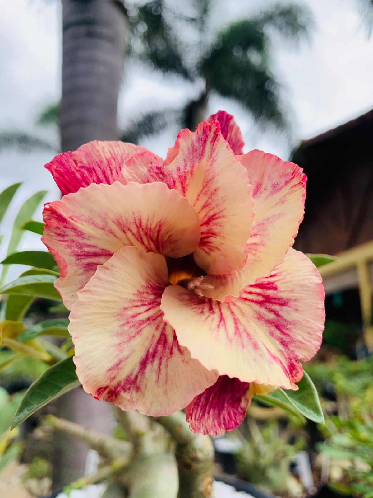 Baby - Rosa Do Deserto Menina Veneno