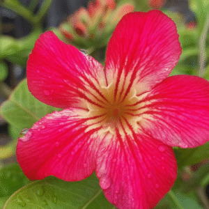 Baby - Rosa do Deserto Riscada Buquet