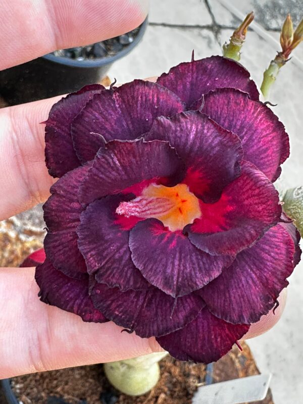 Pré Venda -  Rosa do Deserto Dama da Noite