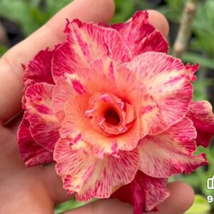 Pré Venda  - Rosa do Deserto Pablo Charles