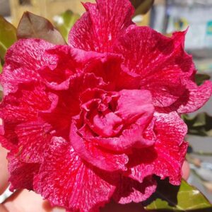 Baby - Rosa do Deserto Renda(EV150)