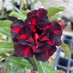 Baby - Rosa do Deserto Coca Cola