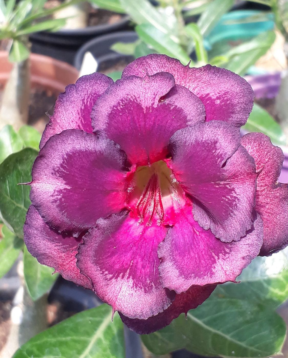 Baby - Rosa do Deserto Sindy