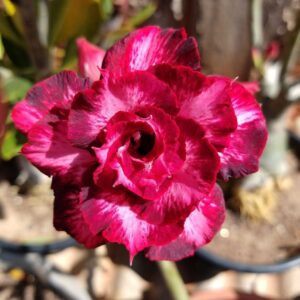 Baby - Rosa do Deserto Passionate - RC18