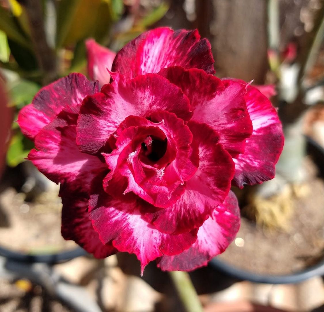 Baby - Rosa do Deserto Passionate - RC18