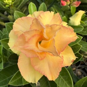 Baby - Rosa do Deserto Aurora