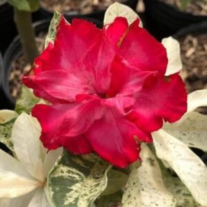 Baby - Rosa Do Deserto Variegata Porcelana
