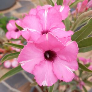 Baby - Rosa do Deserto Diamond Ring