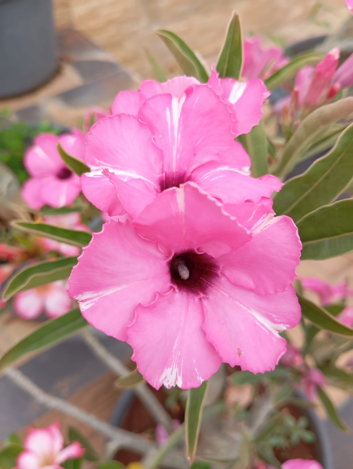 Baby - Rosa do Deserto Diamond Ring