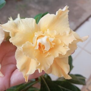 Baby - Rosa do Deserto Brasilia