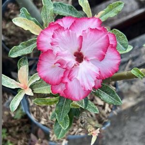 Baby - Rosa do Deserto Variegata Ice