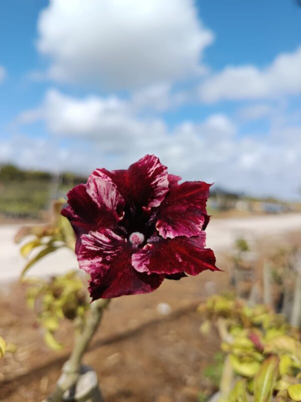 Pré Venda - Rosa do Deserto Black Hole - Imagem 2