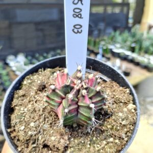 1508 03 Cacto Gymnocalycium Multicolor