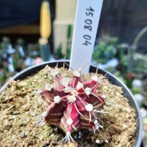 1508 04 Cacto Gymnocalycium Multicolor