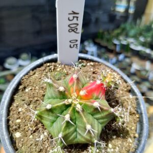 1508 05 Cacto Gymnocalycium Multicolor