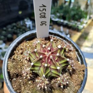 1508 06 Cacto Gymnocalycium Multicolor