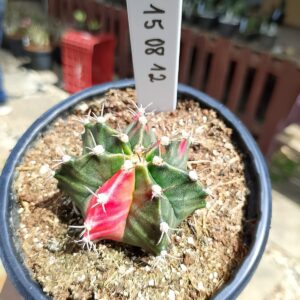 1508 12 Cacto Gymnocalycium Multicolor