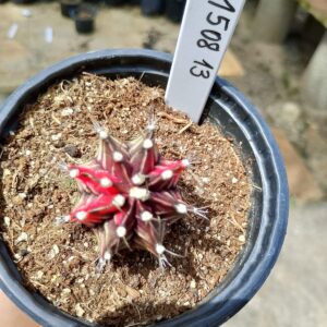 1508 13 Cacto Gymnocalycium Multicolor