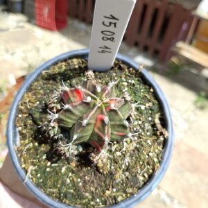 1508 14 Cacto Gymnocalycium Multicolor