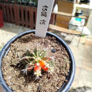 1508 15 Cacto Gymnocalycium Multicolor
