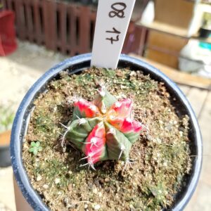 1508 17 Cacto Gymnocalycium Multicolor