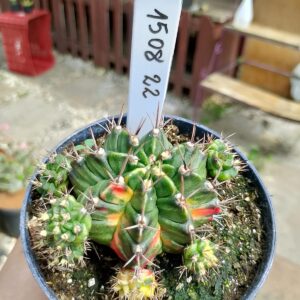 1508 22 Cacto Gymnocalycium Multicolor
