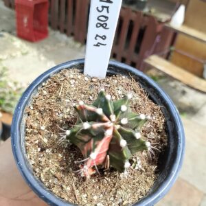 1508 24 Cacto Gymnocalycium Multicolor