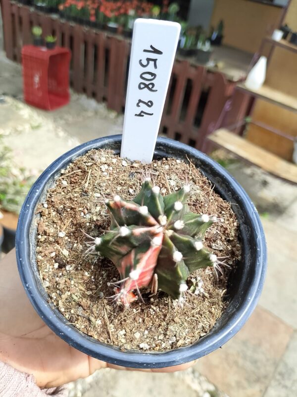 1508 24 Cacto Gymnocalycium Multicolor