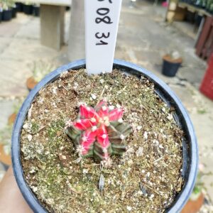 1508 31 Cacto Gymnocalycium Multicolor
