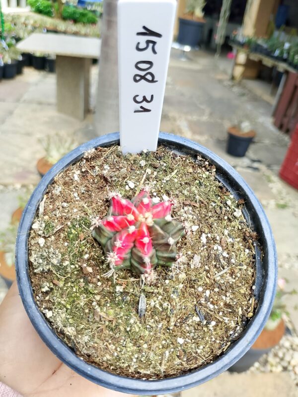 1508 31 Cacto Gymnocalycium Multicolor