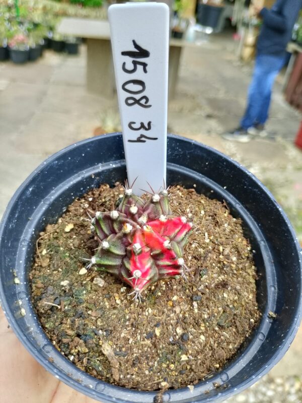 1508 34 Cacto Gymnocalycium Multicolor