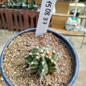 1508 37 Cacto Gymnocalycium Multicolor