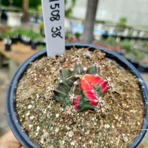 1508 38 Cacto Gymnocalycium Multicolor
