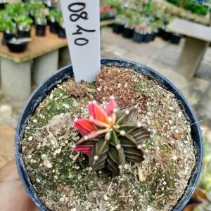 1508 40 Cacto Gymnocalycium Multicolor