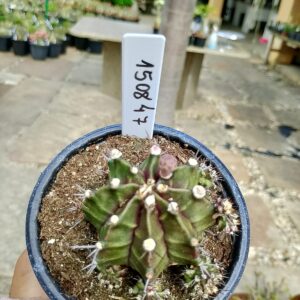 1508 47 Cacto Gymnocalycium Multicolor
