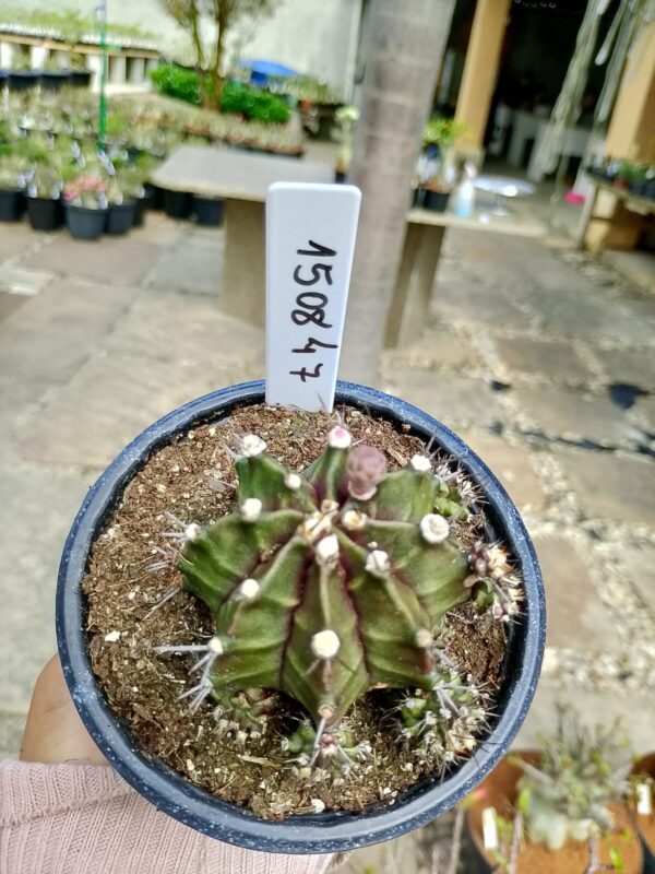 1508 47 Cacto Gymnocalycium Multicolor