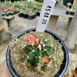 1508 55 Cacto Gymnocalycium Multicolor