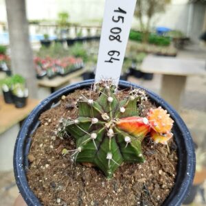 1508 64 Cacto Gymnocalycium Multicolor