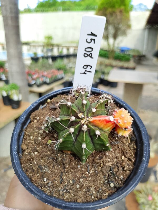 1508 64 Cacto Gymnocalycium Multicolor