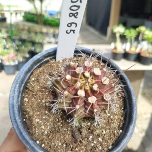 1508 65 Cacto Gymnocalycium Multicolor