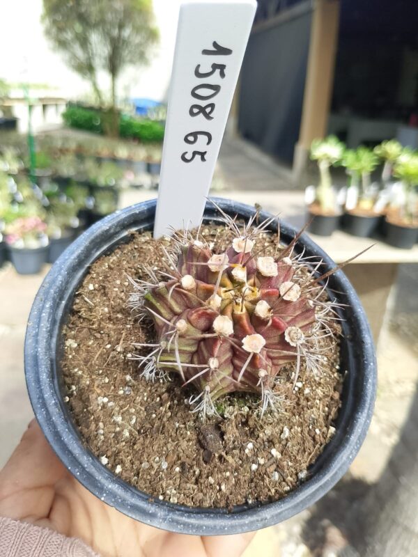 1508 65 Cacto Gymnocalycium Multicolor