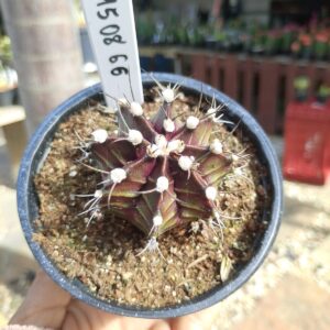 1508 66 Cacto Gymnocalycium Multicolor