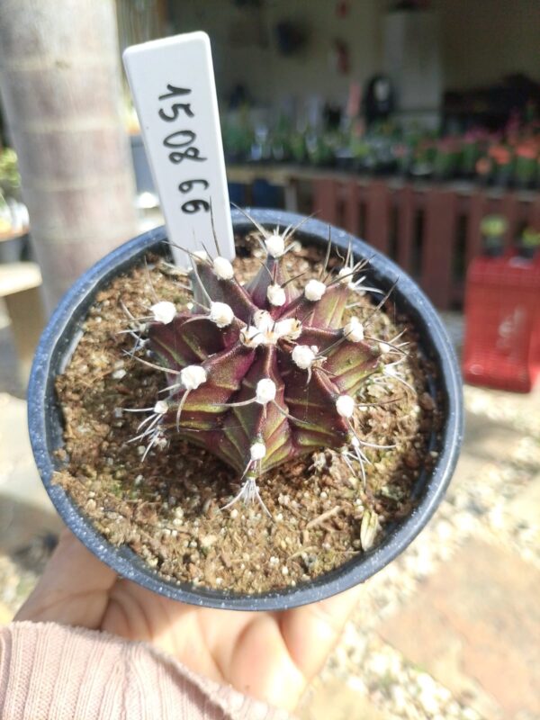 1508 66 Cacto Gymnocalycium Multicolor