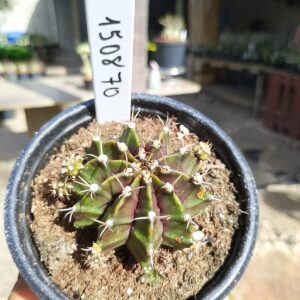 1508 70 Cacto Gymnocalycium Multicolor